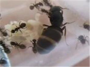 北京誠信蟲控防治服務公司 專業(yè)蟲害防治與電腦圖文設計制作