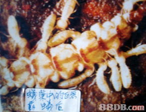 專業(yè)服務保障，保佳白蟻防治公司全方位守護您的安全與美觀